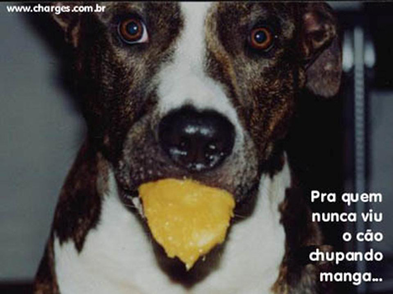 Aposto que vc nunca tinha visto o famoso cão chupando manga